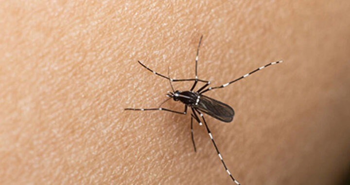 Salta registra más de 150 casos confirmados de chikungunya en el período de vigilancia 2025–2026