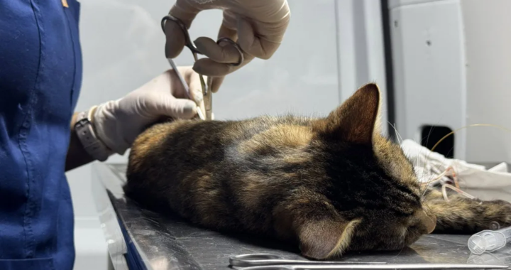 Operativo de castración: el móvil veterinario atenderá en tres barrios de Salta