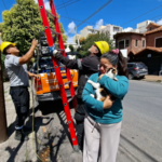 Rescataron a una gata que había quedado atrapada en un poste de luz