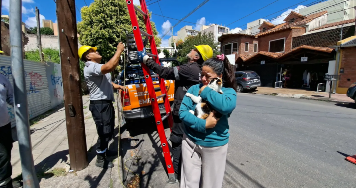 Rescataron a una gata que había quedado atrapada en un poste de luz