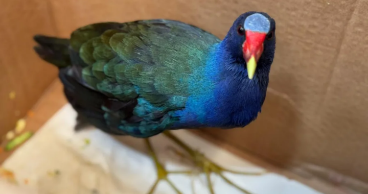 Resguardan en Salta a una pollona azul hallada por un vecino en Santa Cecilia