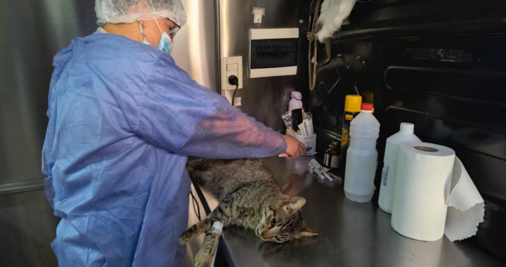 La Municipalidad realizará operativos de castración gratuita en dos barrios de Salta