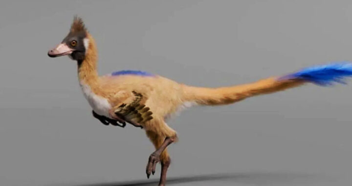 Hallazgo en la Patagonia de un pequeño dinosaurio cambia la historia evolutiva de los carnívoros