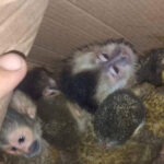 Tráfico ilegal: salvaron a cinco monos que iban a ser vendidos como mascotas