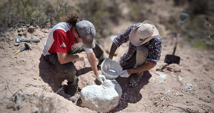 No era un dinosaurio: apareció un cocodrilo de hace 85 millones de años en Río Negro