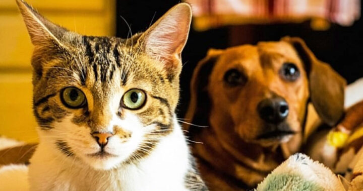 Día del Animal en Salta: actividades, adopciones y campañas de concientización en distintos puntos de la ciudad