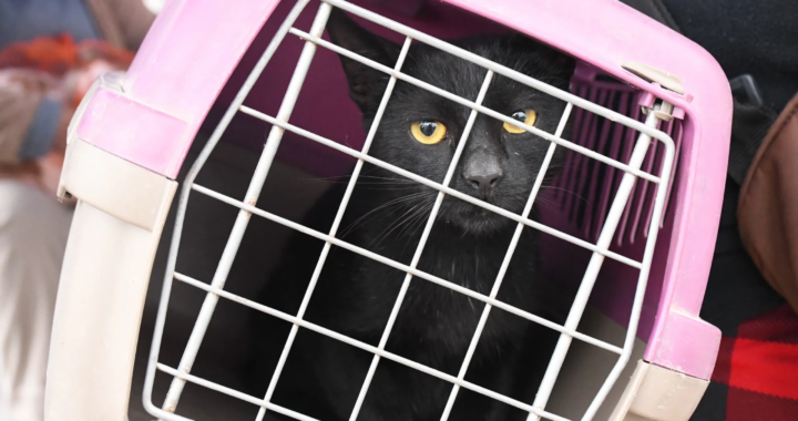 El Móvil de Castración llega a tres barrios con cupos limitados: 20 de Junio, Santa Victoria y villa Luján