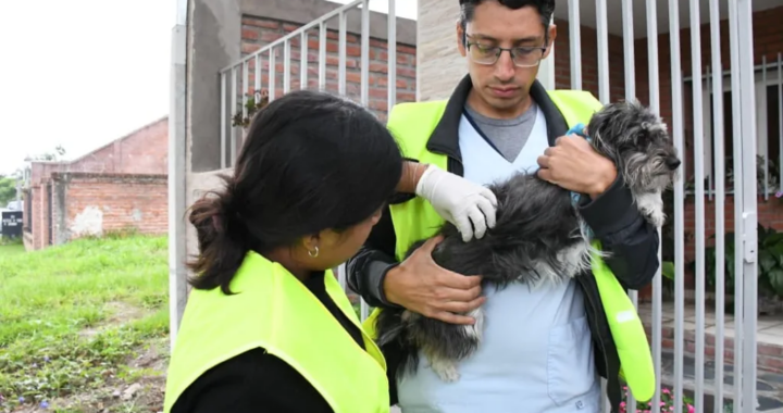Operativo de vacunación antirrábica en Grand Bourg tras un caso positivo en un murciélago
