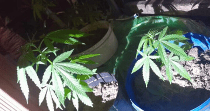 Allanaron una casa en barrio Nueva Esperanza y secuestraron plantas de marihuana