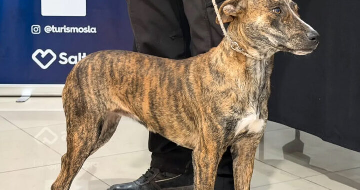 Cada vez más turistas viajan con mascotas: Salta apuesta al turismo pet friendly