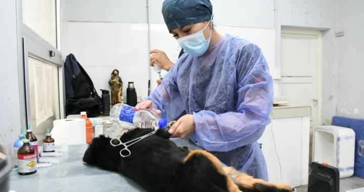 Realizarán un operativo gratuito de castración y vacunación para mascotas en la zona de San Javier