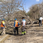Fuertes ráfagas de viento provocaron la caída de árboles y ramas en distintos puntos de la ciudad de Salta