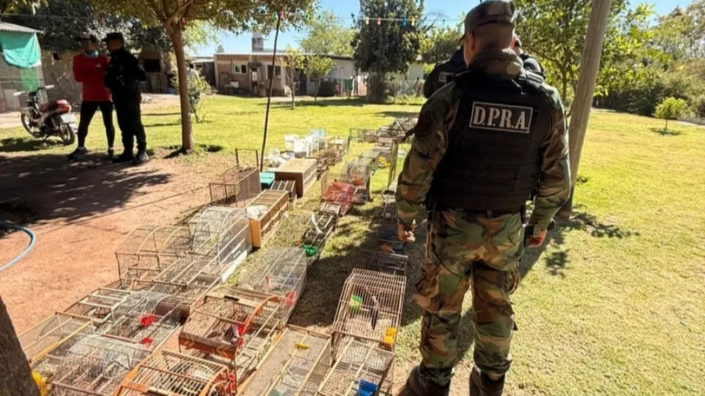 Escándalo en San Agustín: secuestraron 24 aves silvestres que estaban enjauladas