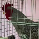 Parece increíble, pero es real: vendieron un gallo por más de $3.000.000