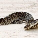 Alerta en Salta por las mordeduras de víboras: ya se registraron 60 casos en lo que va del año